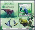 Comoros Blue Pigeon (Alectroenas sganzini)