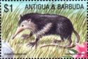Cuban Solenodon (Solenodon cubanus)