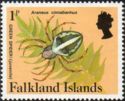 Falkland Green Spider (Araneus cinnabarinus) 
