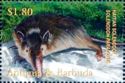 Haitian Solenodon (Solenodon paradoxus)