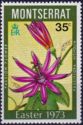 Passion Flower (Passiflora vitifolia)