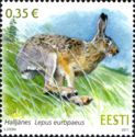 European Hare (Lepus europaeus)