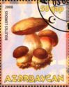 Boletus Luridus