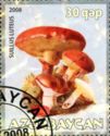 Suillus Luteus
