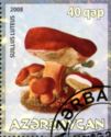 Suillus Luteus
