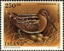 Common Snipe (Gallinago gallinago)