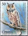 Long-eared owl - Asio otus
