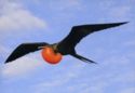 Frigatebird