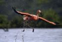 Bonaire - Pink flamingo (Phoenicopterus ruber)