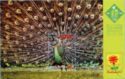Green Peafowl (Pavo muticus)