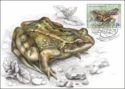 Common Frog (Rana temporaria)