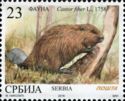 Eurasian Beaver (Castor fiber)