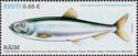 Baltic Herring (Clupea harengus membras) 