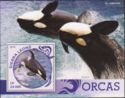 Killer Whale (Orcinus orca)