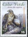 Cape Verde Buzzard (Buteo bannermani)