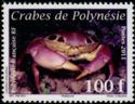 Spotted Reef Crab (Carpilius maculatus)