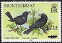 Carib Grackle (Quiscalus lugubris) - Surcharged