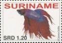Siamese Fighting Fish (Betta splendens)