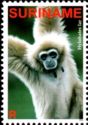 Lar Gibbon (Hylobates lar)