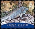 Grand Cayman Blue Iguana (Cyclura lewisi)