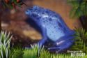 Diergaarde Blijdorp, Rotterdam - Blue poison dart frog