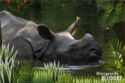 Diergaarde Blijdorp, Rotterdam - Indian rhinoceros