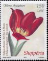 Albanian tulip (Tulipa albanica)
