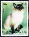 Siamese (Felis silvestris catus)