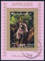 Raccoon (Procyon lotor)