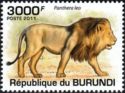 Lion (Panthera leo)