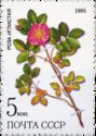 Prickly Rose (Rosa Acicularis)