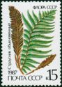 Ostrich Fern (Matteuccia struthiopteris)