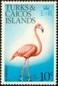 American Flamingo (Phoenicopterus ruber)