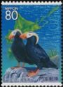 Tufted Puffin (Fratercula cirrhata)