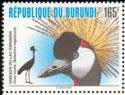 Grey Crowned Crane (Balearica regulorum)