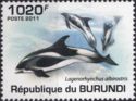 White-beaked Dolphin (Lagenorhynchus albirostris)