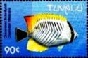 Chevron Butterflyfish (Chaetodon trifascialis)