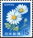 Ox-eye Daisy (Leucanthemum vulgare)