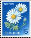 Ox-eye Daisy (Leucanthemum vulgare)