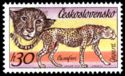 Cheetah (Acinonyx jubatus)