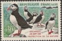 Atlantic Puffin (Fratercula arctica)