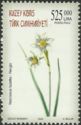 Narcissus Tazetta