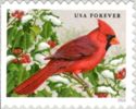 Northern Cardinal (Cardinalis cardinalis)