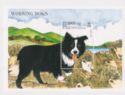 Border Collie (Canis lupus familiaris)