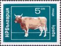 Domestic Cow (Bos primigenius taurus)