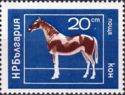 Horse (Equus ferus caballus)
