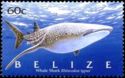 Whale Shark (Rhincodon typus)