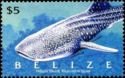 Whale Shark (Rhincodon typus)