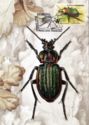 Golden Bog Groundbeetle (Carabus nitens)