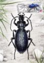 Blue Ground Beetle (Carabus intricatus)